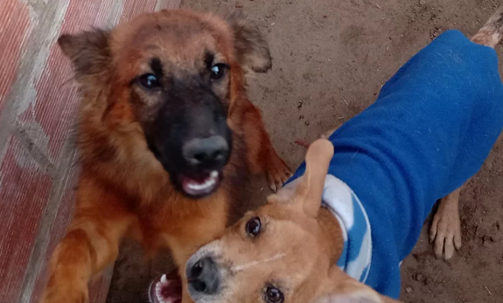 Virrey del Pino: ante la falta de agua, corren riesgo los animales del refugio Las Renatas