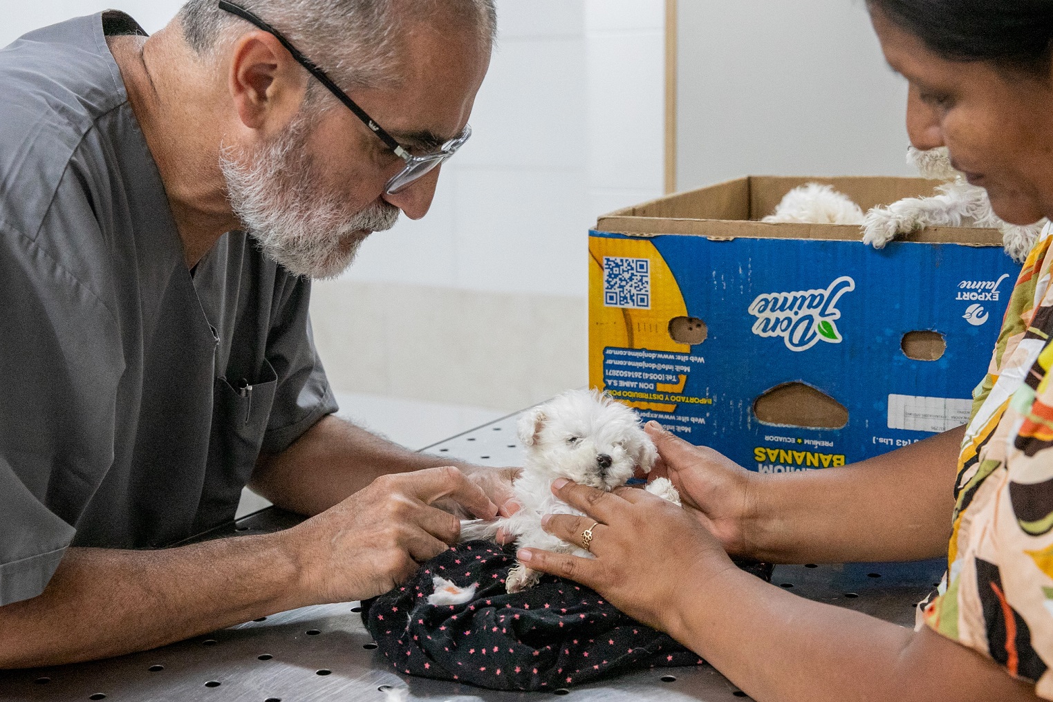Salud animal en La Matanza: Avanza el Primer Hospital Veterinario municipal y se fortalecen las políticas de cuidado